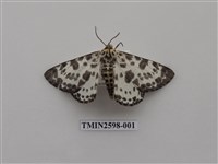 藏品(尺蛾111)的圖片